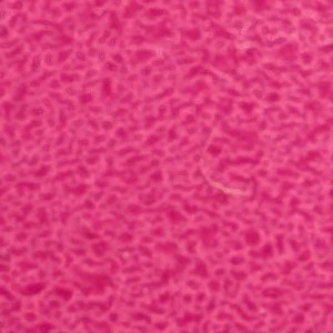 Luminae - Image 7
